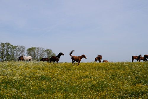 Horses in a pasture
