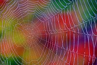 Autumn - spider web