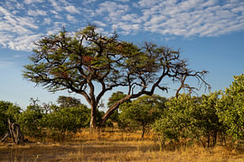 A majestic acacia tree in the Botswana savannah, beneath a mottled bl by Johannes Jongsma