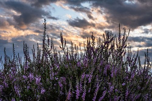 Hatertse en Overasseltse vennen part 8