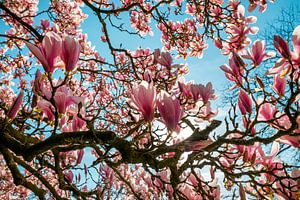 Schöne blühende Magnolien im Frühling