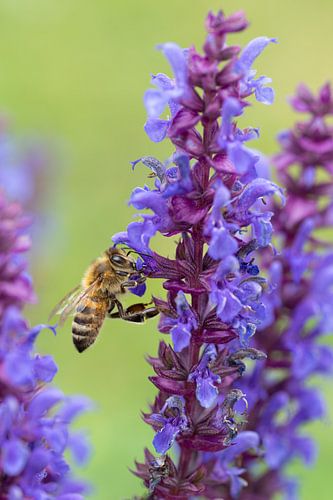 L'abeille sur la sauge sur Lex van Doorn