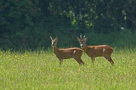 Säugetiere von pierre munch