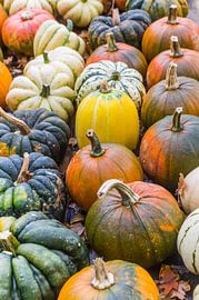 Colorful pumpkins in different shapes and colors in autumn by Marc Venema