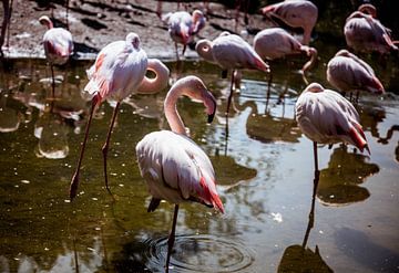 Flamingos by Mojca Osojnik