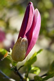 Spring Awakening by Violetta Honkisz