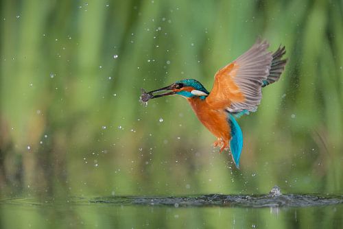 IJsvogel - Gotta catch 'm all