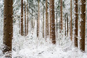 Stilte in het winterbos