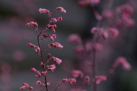 weiches Rose von Marieke de Boer
