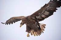 European sea eagle