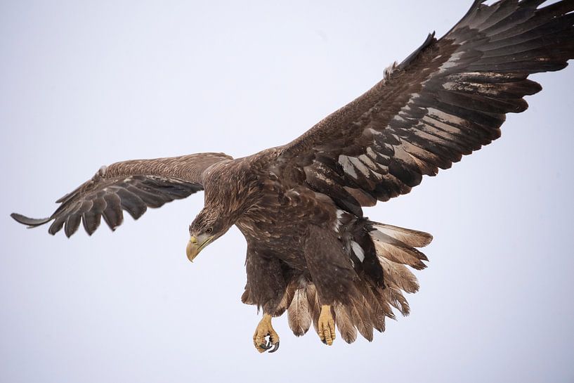 Aigle de mer européen par Hester Goeman