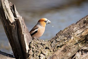 Appelvink van Marcel van de Vin