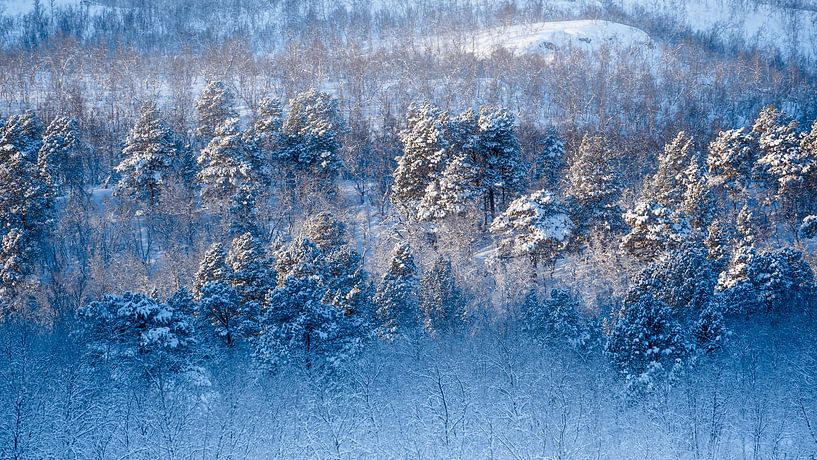 Snowy trees in Lapland by KC Photography