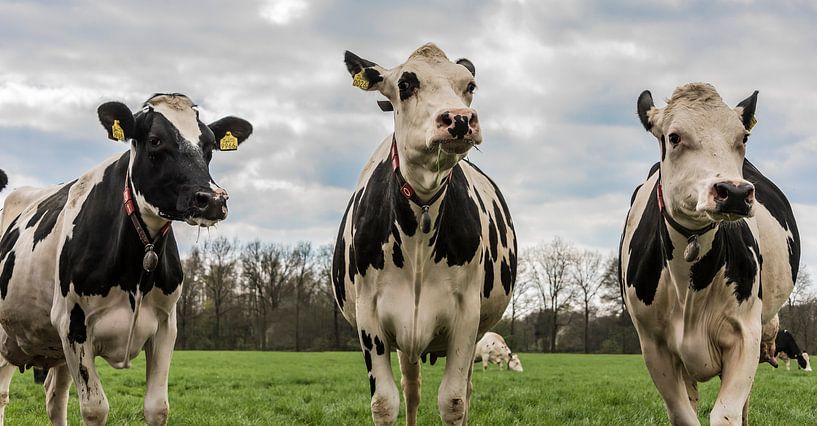 Cows by Ans Bastiaanssen