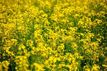 Canola van Thomas Jäger