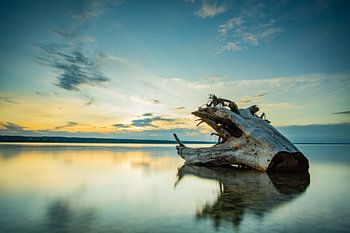 Einsamer Baum am Ammersee