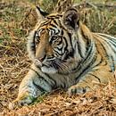 Tiger (Panthera Tigris) "lazy" by Rob Smit thumbnail