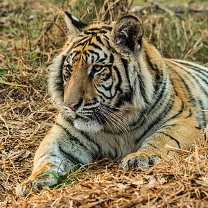 Tijger (Panthera tigris) "Luieren"