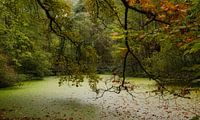 Dense little pond.