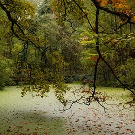Dense little pond. by Ruud Krispijn