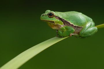 Tree frog on reed stem leaf in the Achterhoek by Jeroen Stel