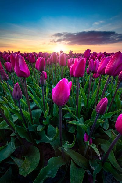 The amazing tulips in the Netherlands by Costas Ganasos