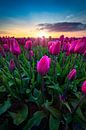 The amazing tulips in the Netherlands van Costas Ganasos thumbnail