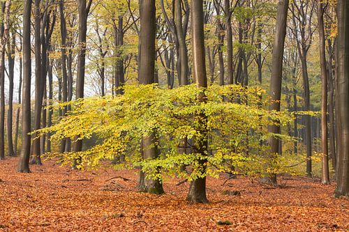 Forêt d'automne sur la crête de la colline d'Utrecht sur Peter Haastrecht, van