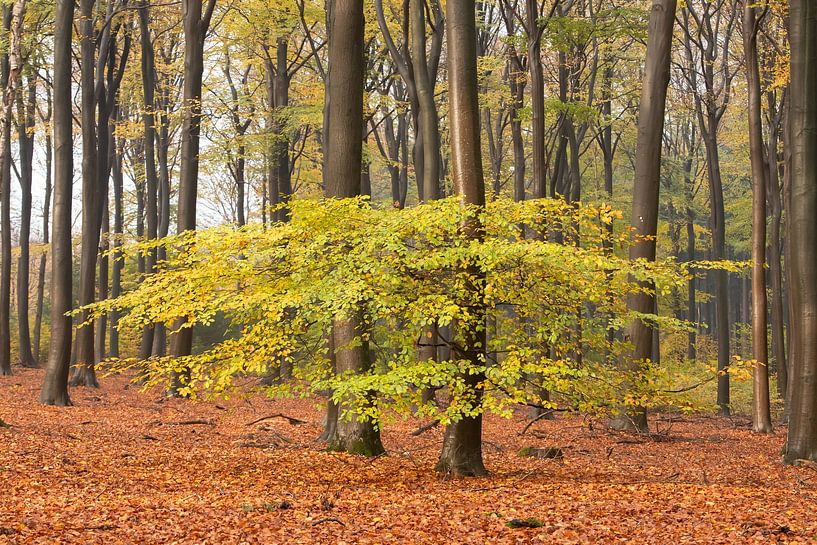 Autumn forest on the Utrecht Hill Ridge by Peter Haastrecht, van