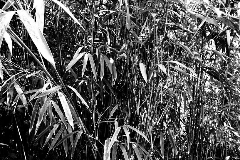 Die Pflanzen von Sidney Graf