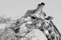 Etende Giraffe van Marjo Snellenburg thumbnail