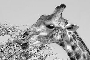 Etende Giraffe van Marjo Snellenburg