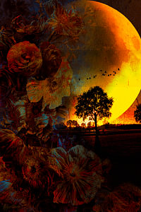 Mohnblumen im Sonnenuntergang