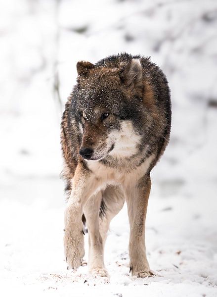 Loup par Larsphotografie