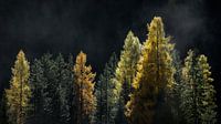 Herfstkleuren op de bomen in de Dolomieten
