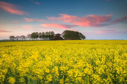 Coucher de soleil dans les champs de colza avec borg