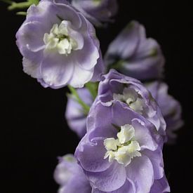 Delphinium Camelliard, Larkspur, flower purple blue by Gerdy Bovenschen-Langeveld