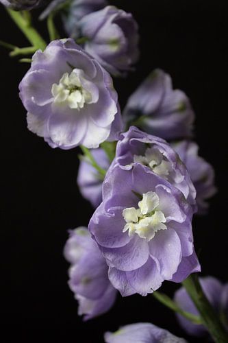 Delphinium Camelliard, Ridderspoor, bloem paars blauw