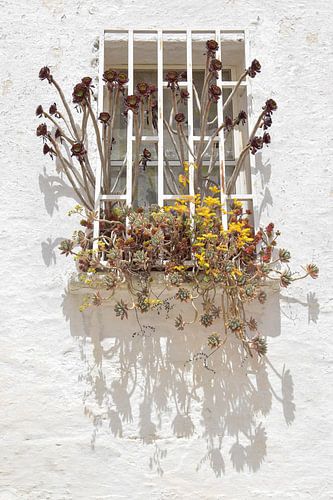 Des succulentes depuis une fenêtre pittoresque