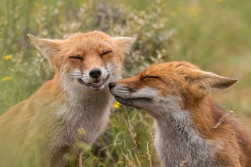 Fox kiss by Tim Link