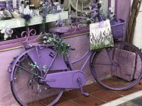 The Purple Wheel
