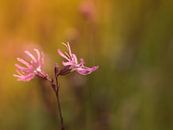 Kuckucksblume von Diane van Veen Miniaturansicht