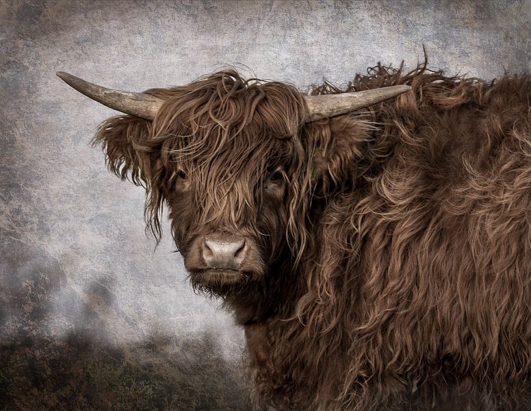 Scottish Highlander by natascha verbij