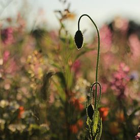 Bloemen sur Janine van Lagen