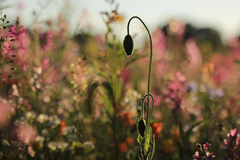 Bloemen by Janine van Lagen