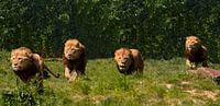 De leeuwen rennen door het ZooParc Overloon van Natuurpracht   Kees Doornenbal thumbnail