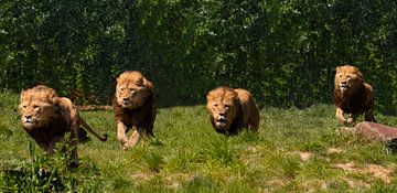 De leeuwen rennen door het ZooParc Overloon van Natuurpracht   Kees Doornenbal