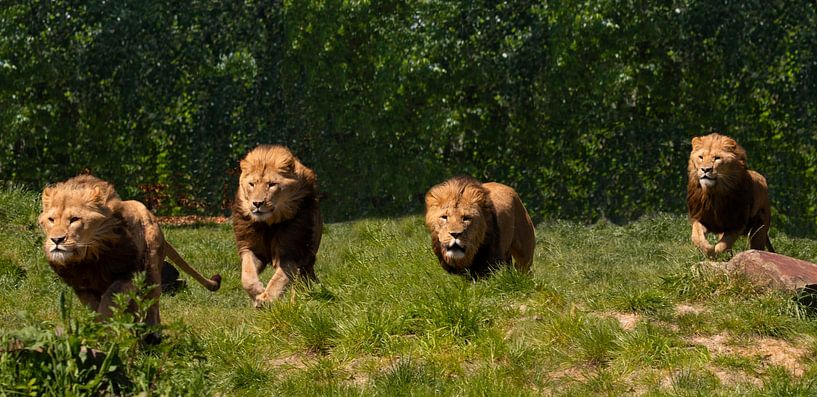 De leeuwen rennen door het ZooParc Overloon van Natuurpracht   Kees Doornenbal