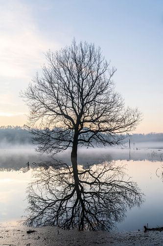 tree in the morning mist