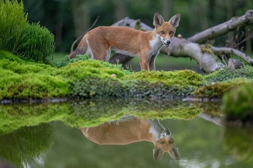 jonge vos bij drinkpoel van eric t'kindt